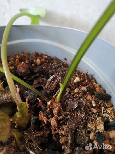 Комнатное растение