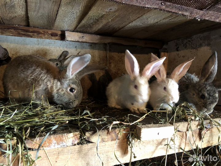 Продаются кролики
