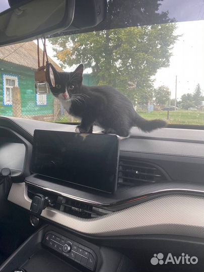 Котенок ищет заботливых родителей