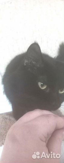 Отдам кота в добрые руки
