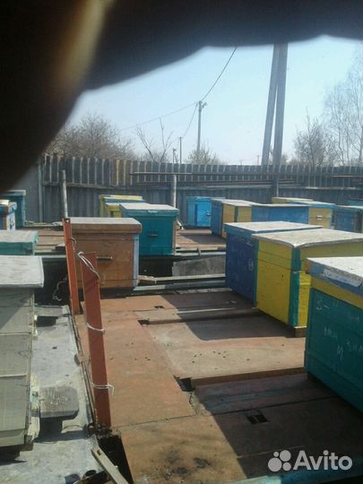 Пчелопакеты,пчелосемьи