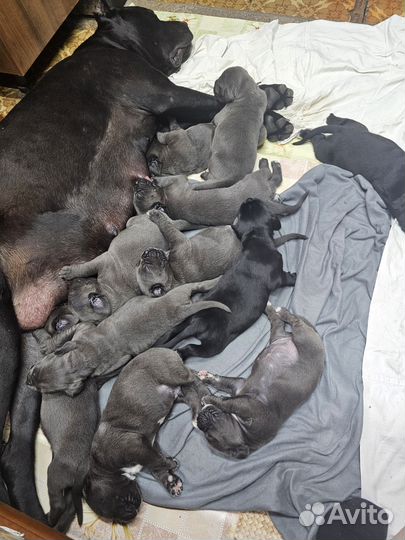 Щенки кане корсо