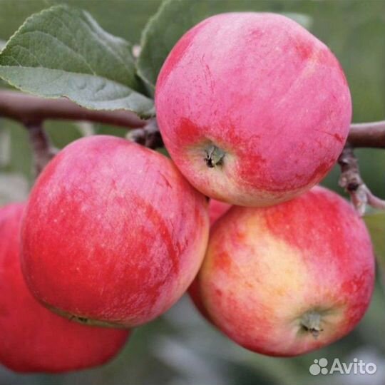 Саженцы плодово-ягодных И декоративных культур