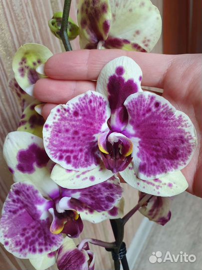 Орхидея фаленопсис Экзотик Пунш Exotic Punch