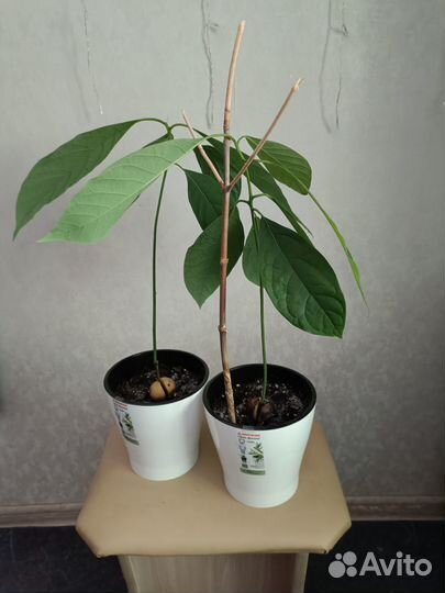 Комнатные растения