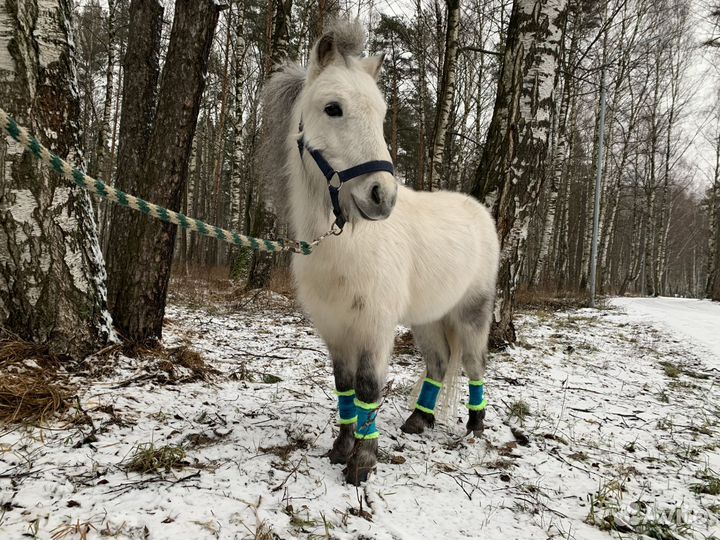 Катание на лошадях