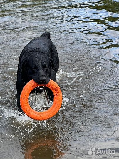 Лабрадор вязка