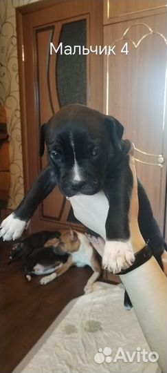 Продаются щенки американского питбуля