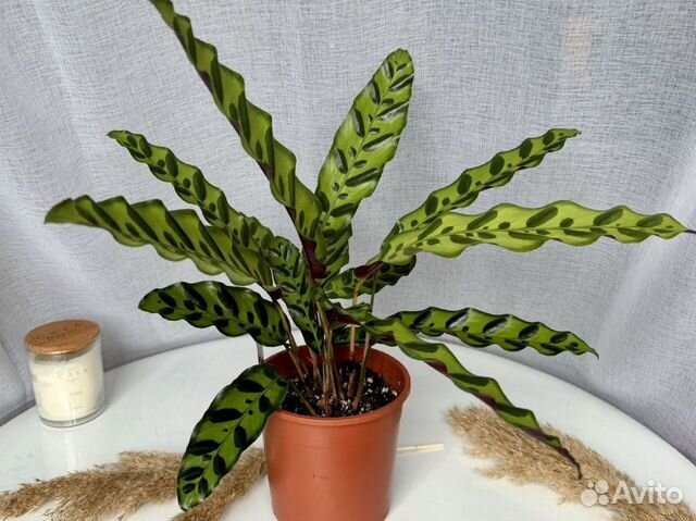 Калатея лансифолия купить в Санкт-Петербурге | Товары для дома и дачи ...