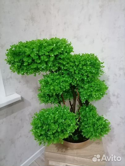 Дерево самшит
