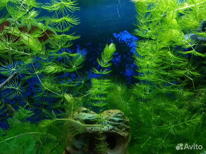 Украшение для аквариума