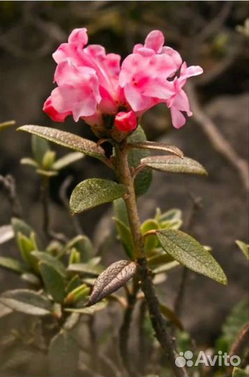 Саган дайля для здоровья и благополучия