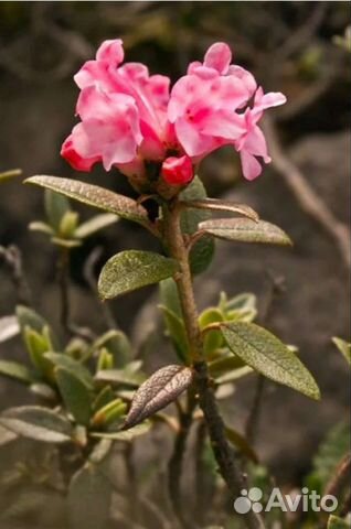 Саган дайля для здоровья и благополучия