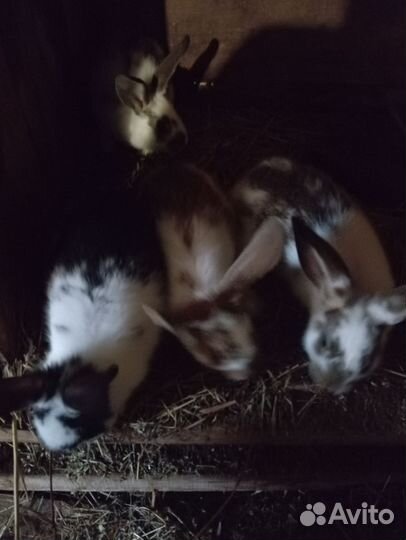 Кролики мясных пород