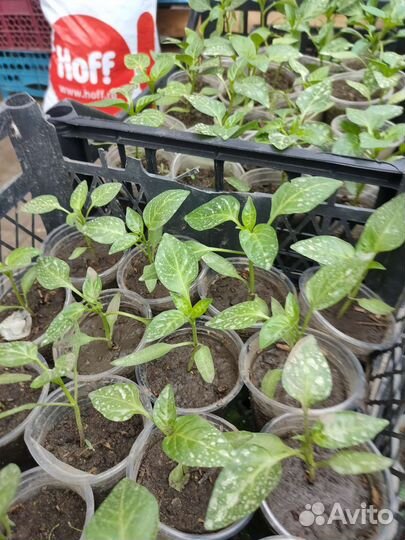 Рассада помидор,капусты,перца,баклажан