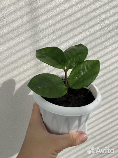 Замиокулькас долларовое дерево