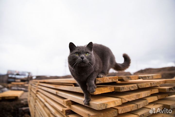 Дрова сухие колотые сосна ароматные