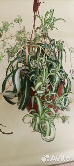 Фикусы, комнатные цветы