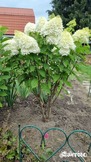 Гортензия древовидная Фантом