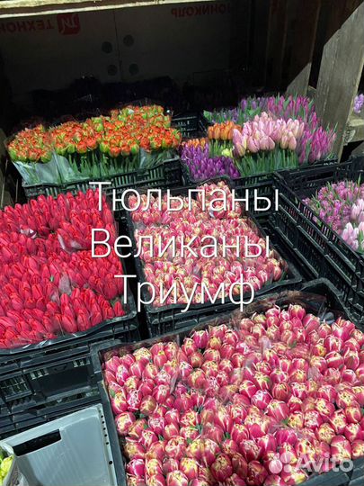Тюльпан оптом лук.12+