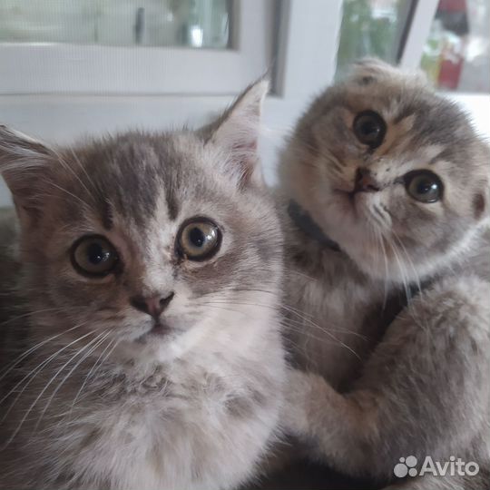 Шотландская
