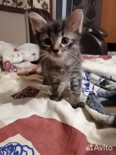 Кошки в добрые руки