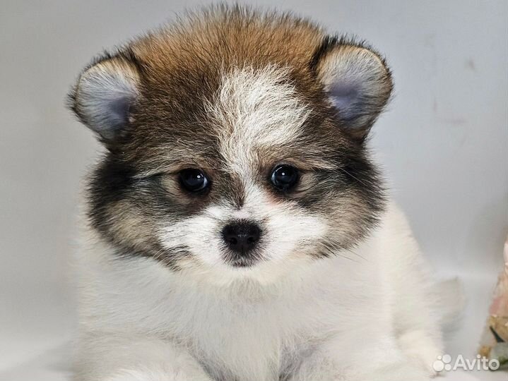 Шпицедетки