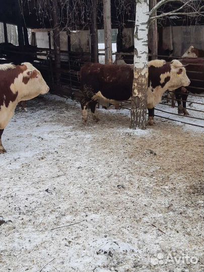 Коровы и телята