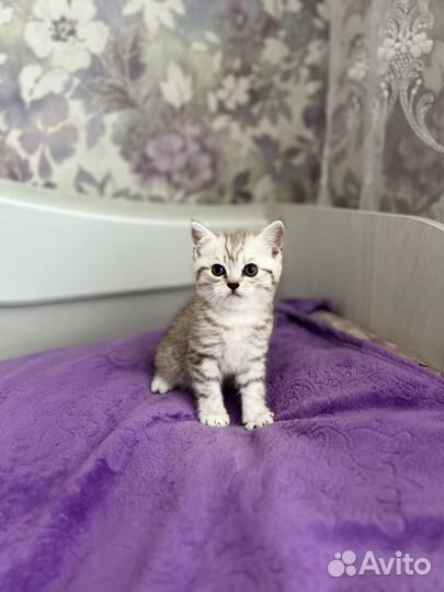 Шотландские котята