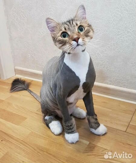 Грумер; стрижка/экспресс-линька кошек на дому