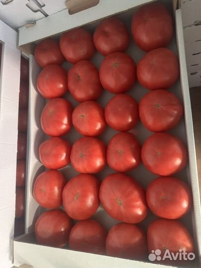 Помидор