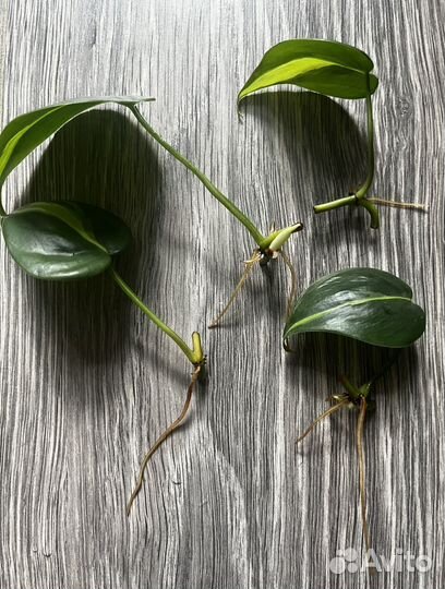 Филодендрон бразил