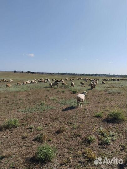 Овцы бараны ягнята