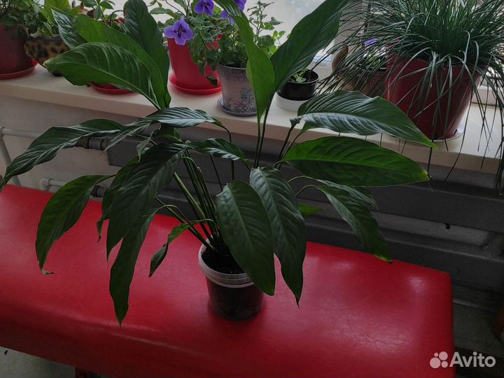 Спатифиллум