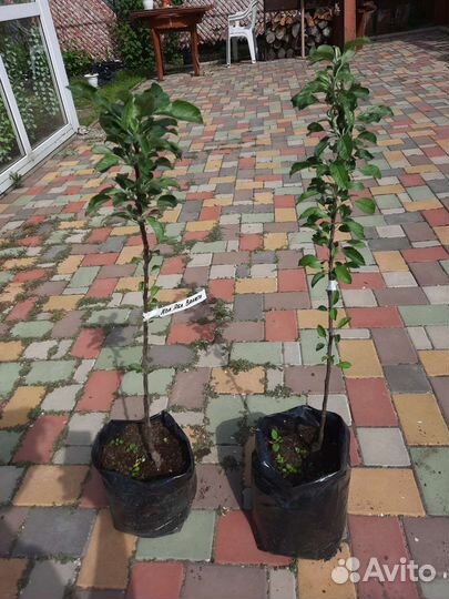 Колонновидная яблоня Валюта