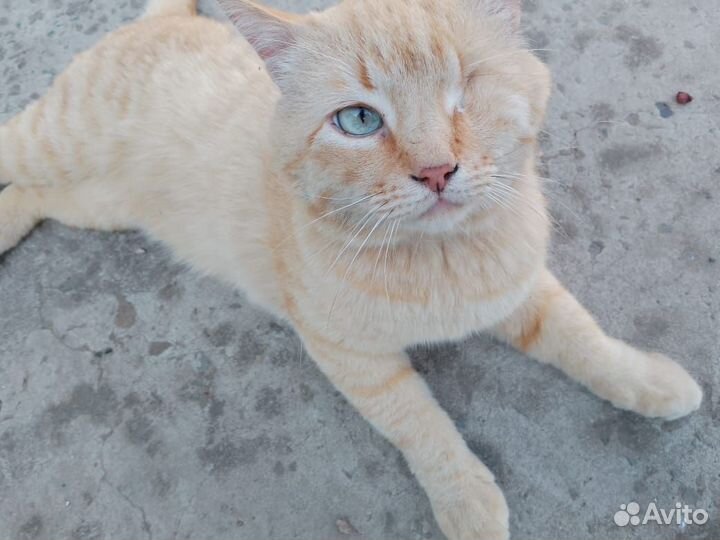 Домашние животные,бесплатно