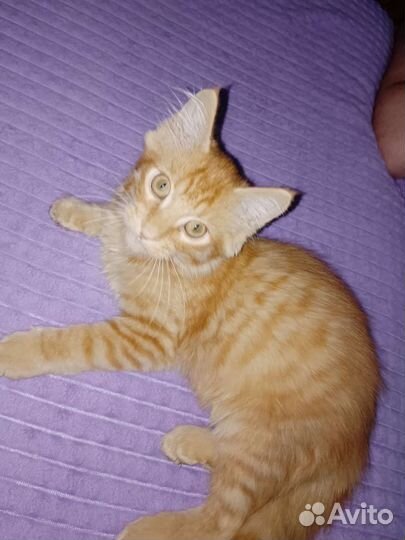 Котики бесплатно