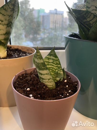 Сансевиерия. Кукушкин хвост