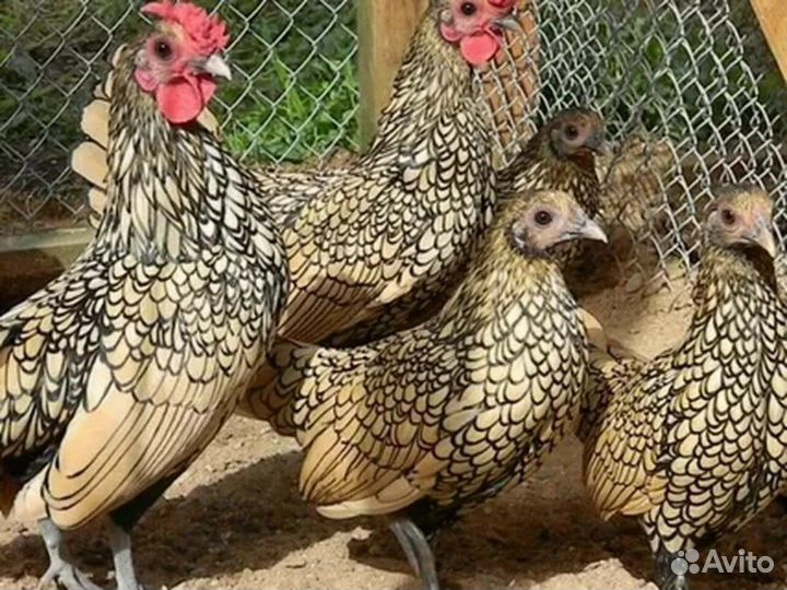 Куры сибрайт продаю оптом