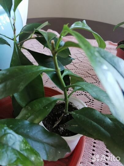 Хойя мультифлора