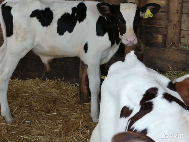 Телята бычки