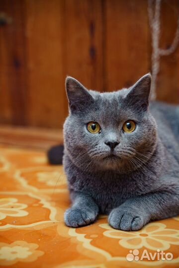 Кот, 3-4 года