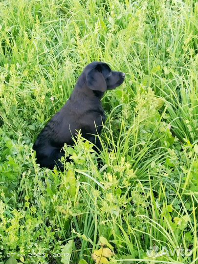 Лабродетки