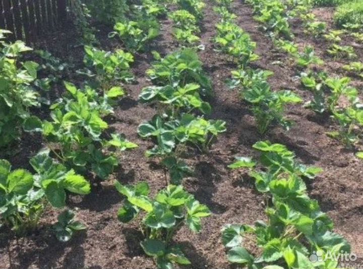 Клубника Маршал, Максим, Гигантела