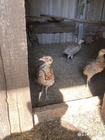 Фазан охотничий