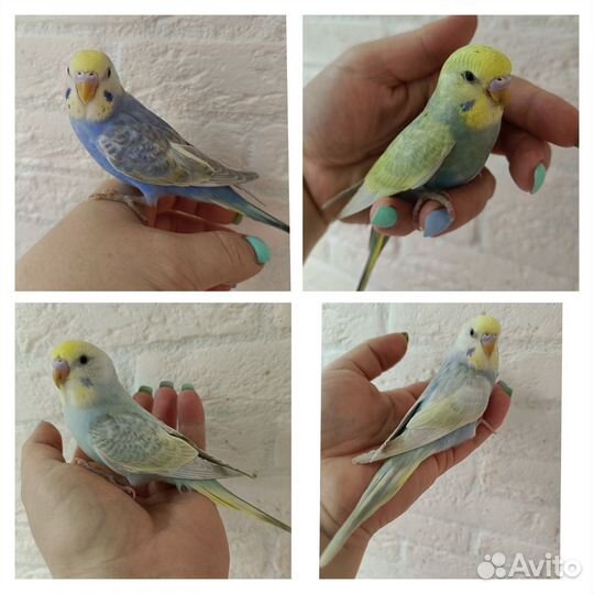 Радужные самочки. 45 дней
