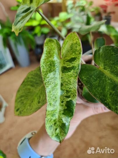 Филодендрон параисо верде