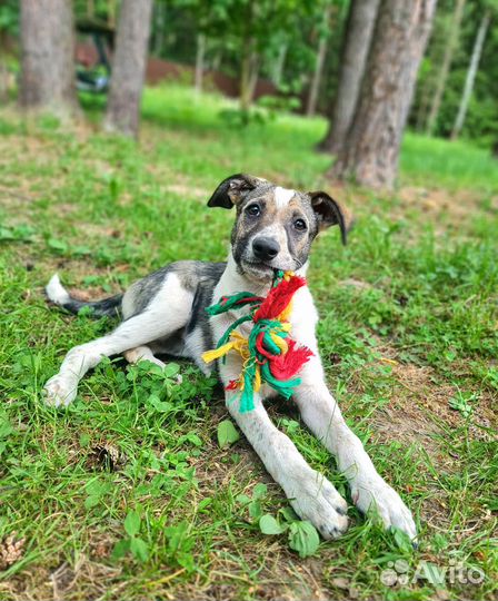 Щенок в добрые руки (девочка)