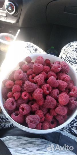 Малина Бирюсинка