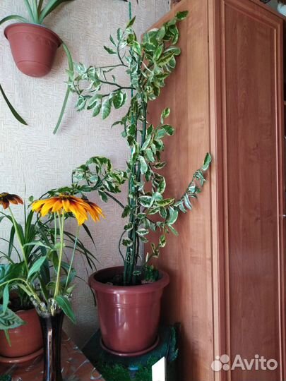 Цветок для дома